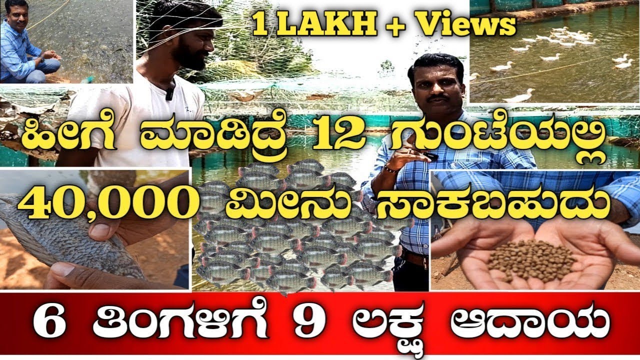 ಮೀನು ಸಾಕಾಣಿಕೆಯ ಸುಲಭ ವಿಧಾನ|Fish farming kannada|tilapia fish|Black tilapia|jilebi fish farm|fish farm