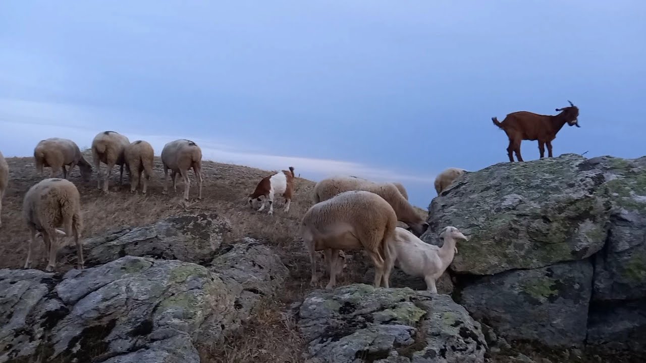 Fabrikada İlk İş Günü. Köyde Hayat Var
