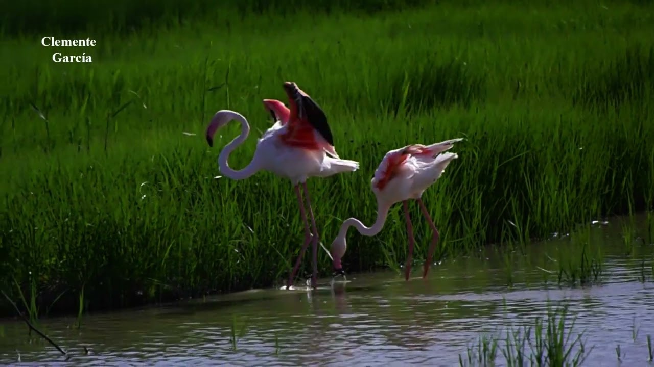 04 04 2024 Laguna de Fuente de Piedra