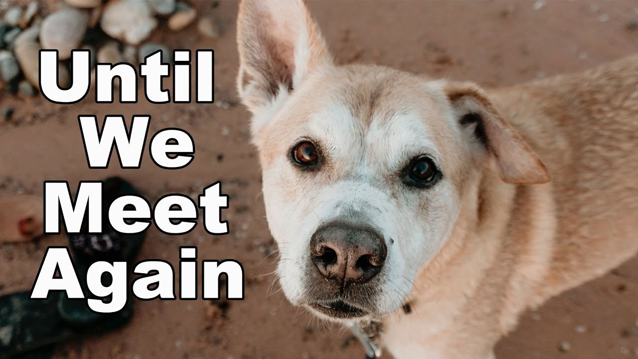 Rest In Peace | A Tribute for our Dog Diesel