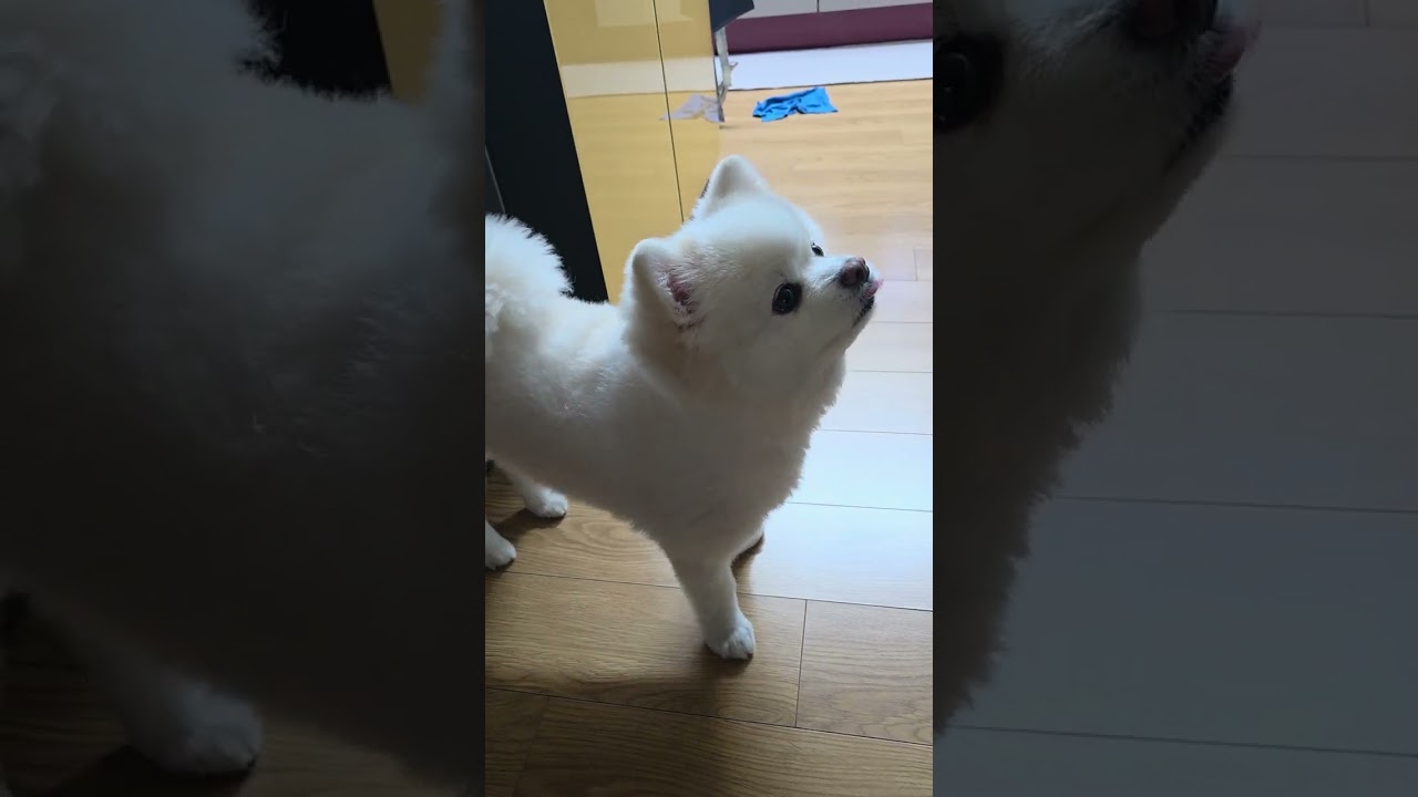 영양제만 쏙 빼고 먹는 강아지