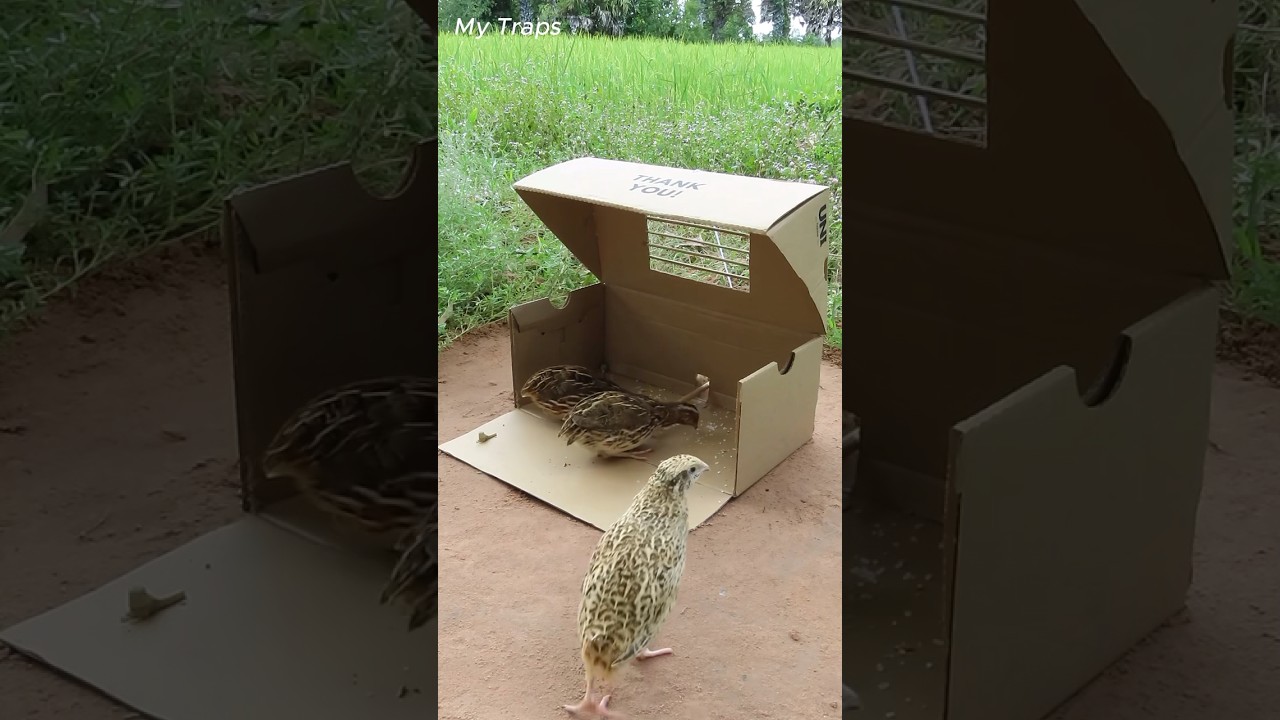 Best Quail Trap Using Paper Box - Quality Bird Trap #mytraps