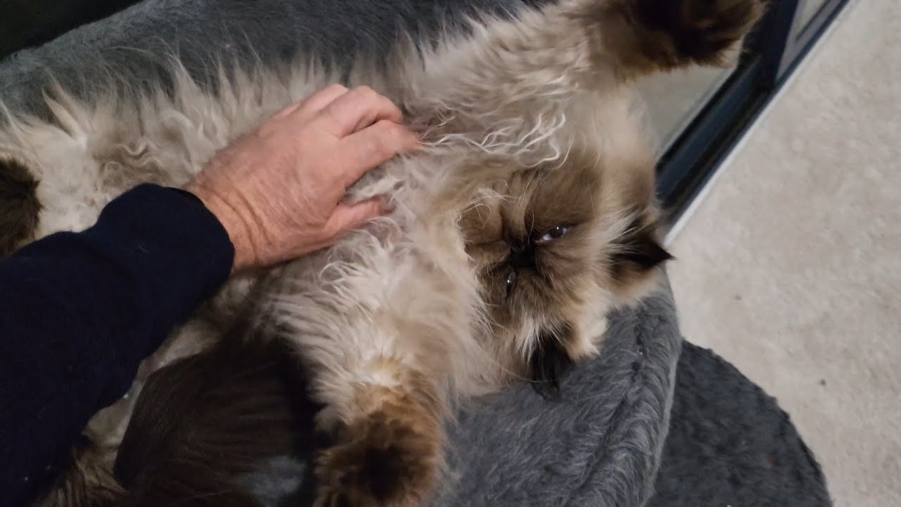 Drop, the Persian Cat, is very cute 🥰