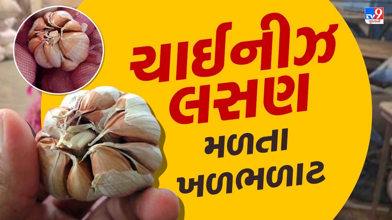 Rajkot :ગોંડલ માર્કેટ યાર્ડમાં ચાઇનીઝ લસણની આવકનો મામલો, તમામ માર્કેટ યાર્ડમાં લસણનો વેપાર રહેશે બંધ