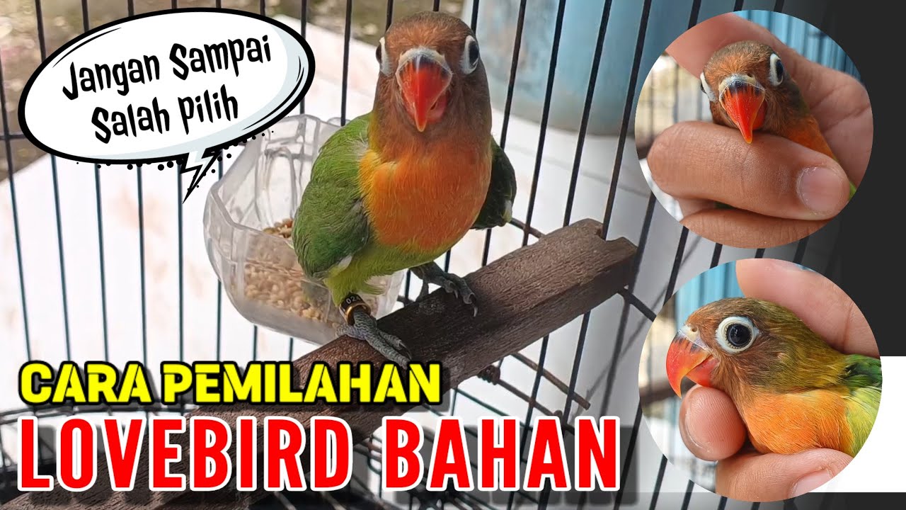 Cara memilih lovebird bahan atau balibu  prosfek
