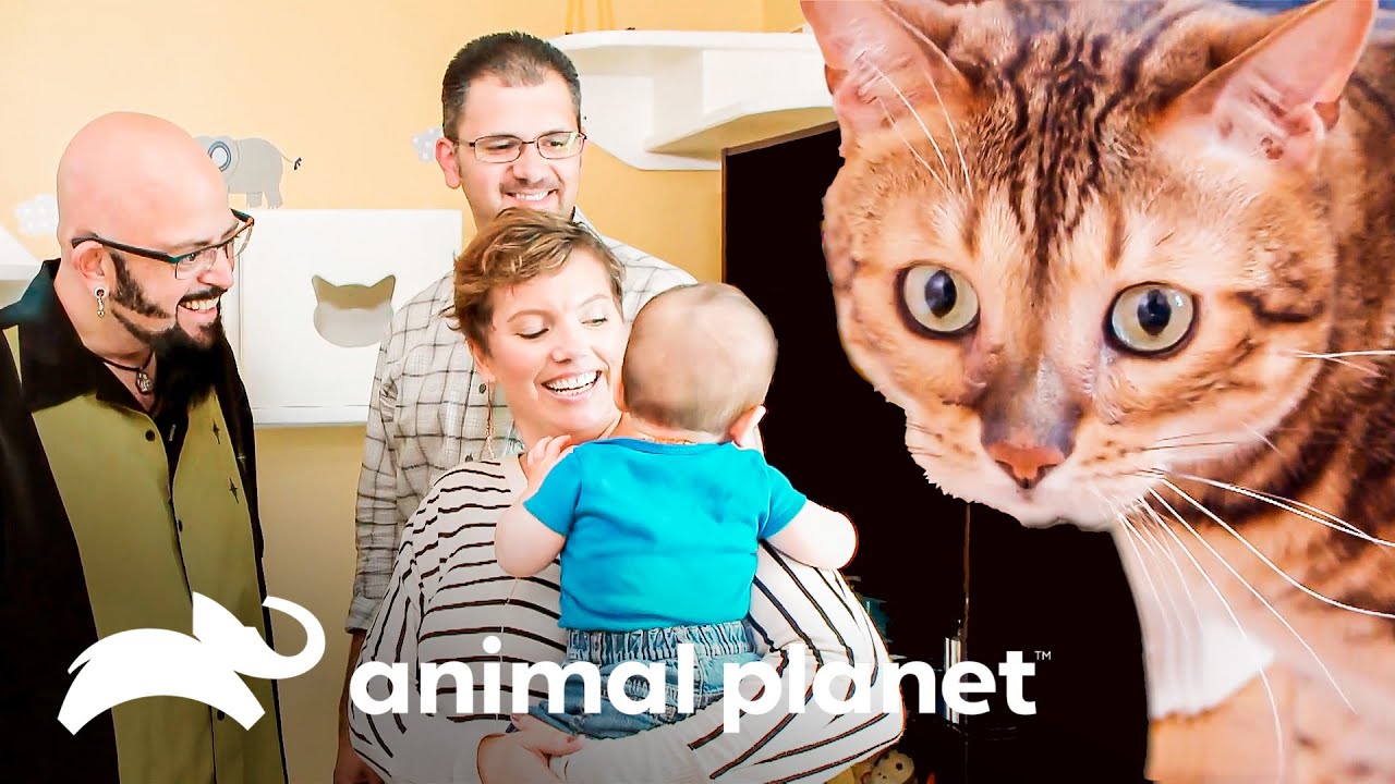 Un gato bengalí amenaza con arruinar la Navidad | Mi gato endemoniado | Animal Planet