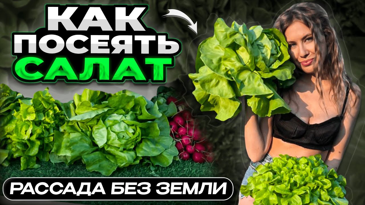 КАК ПОСЕЯТЬ САЛАТ | РАССАДА САЛАТА БЕЗ ЗЕМЛИ | Проверенные способы без прореживания