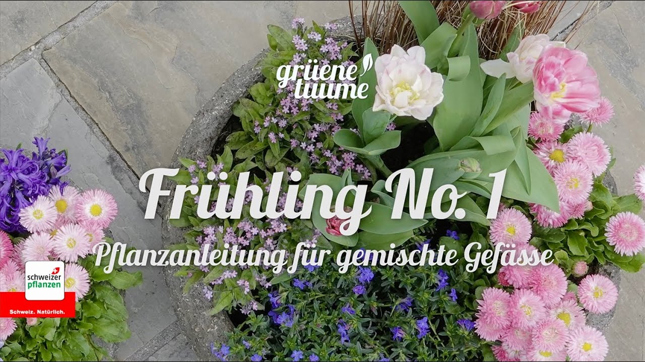 Grüene Tuume: Frühlingsgefässe pflanzen (No.1)