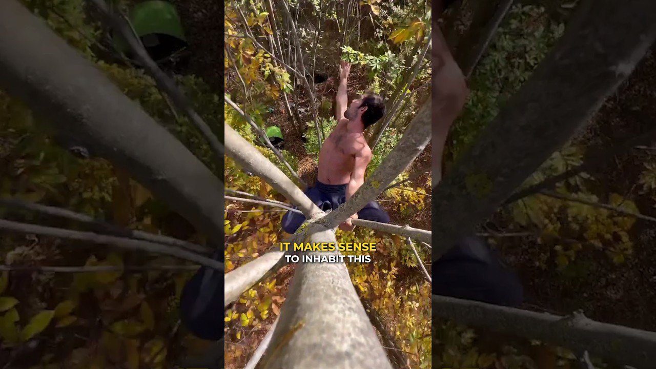 Принятие человека-животного 🦍👀 Невероятное лазание по деревьям‼️🌳 #скалолазание #движение #природ...