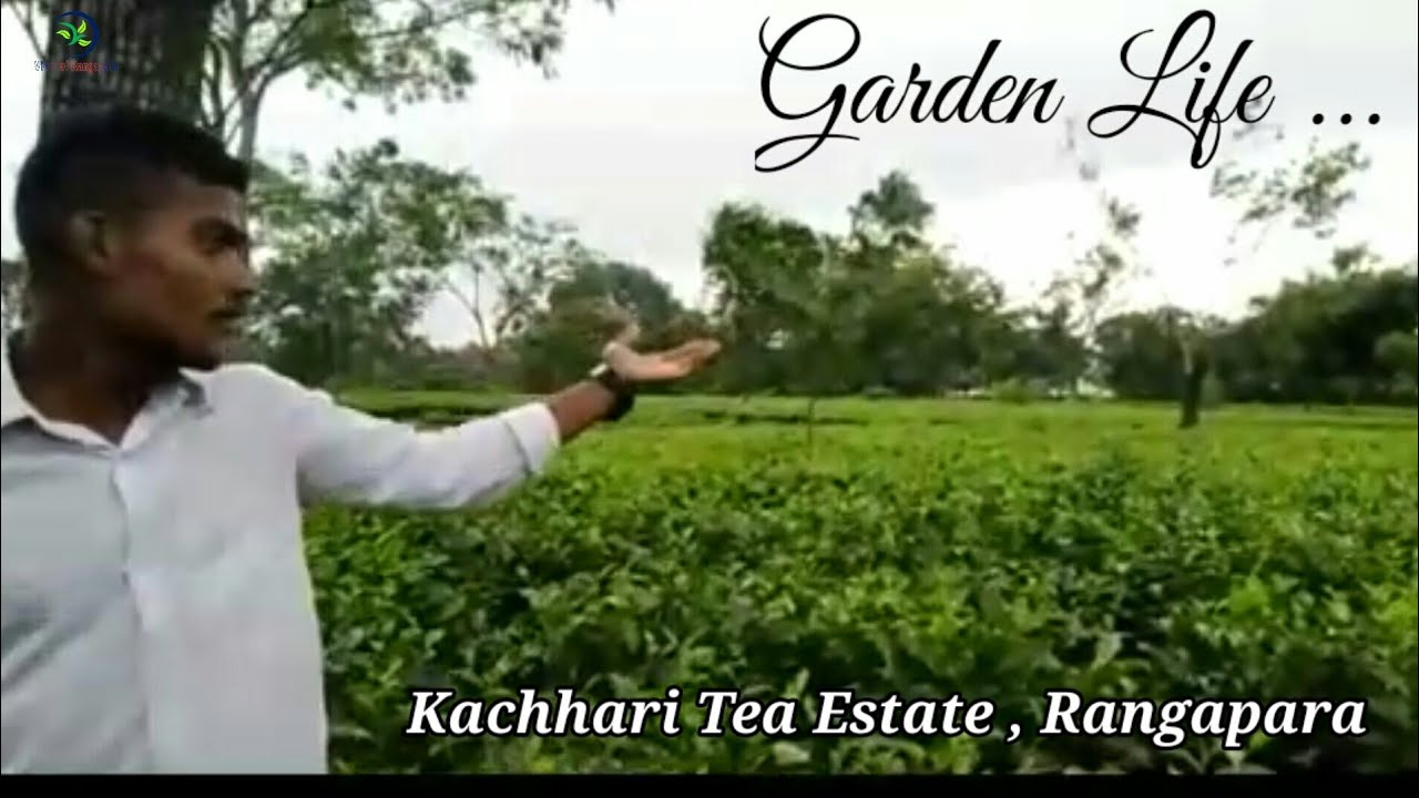 Garden Life in Assam Tea Garden  ( Kachhari Tea Estate, Rangapara )