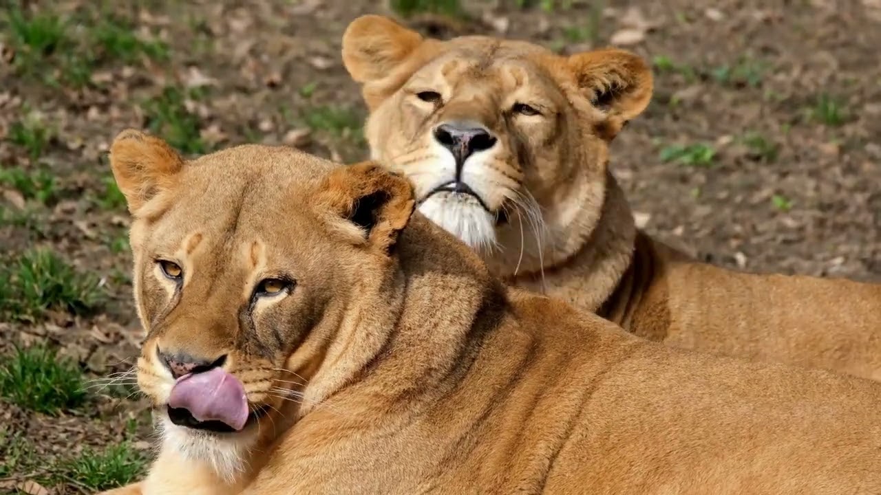 Lion and Lionless video #jpet #lion #wildlife #wildanimals #wildanimalsforkids #wildanimal #lioness
