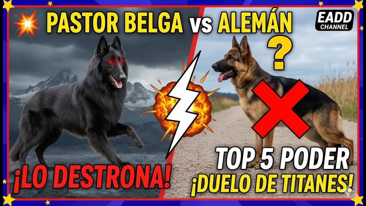 💥 Pastor Belga vs Pastor Alemán: El Rey de la Inteligencia Canina ➤ Belgian Shepherd 🐾