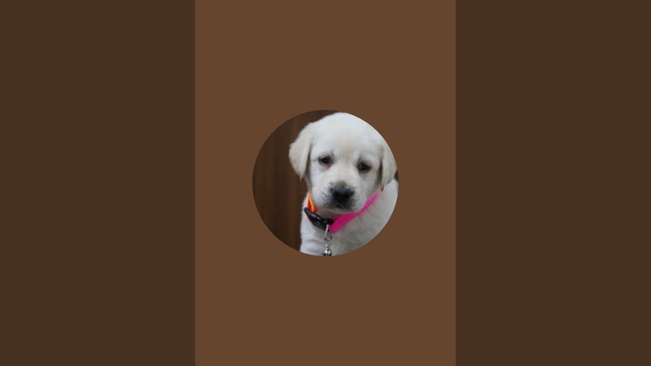 JackGadu JackGadu  is live