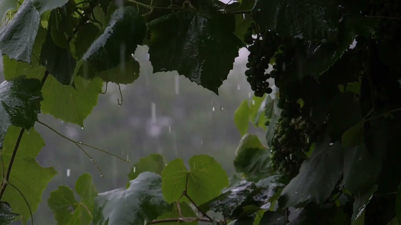 Close your eyes & listen to the rain 🌧️Rain therapy for your soulJust rain, no noise 🌧️✨
