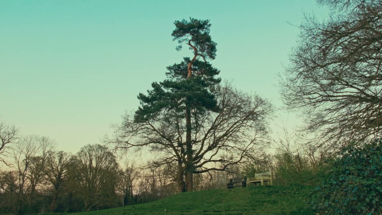 Dear Red | Beckenham Place Park | Fujifilm X-H2S | Film Emulation