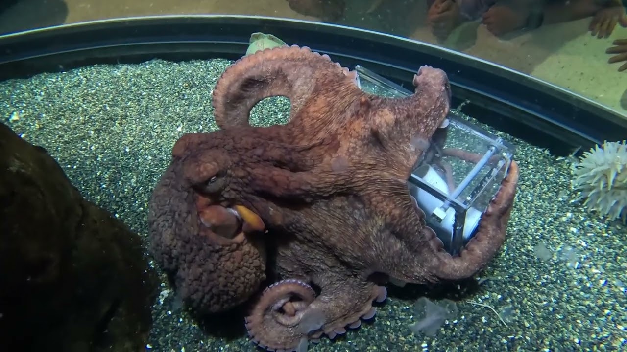 Puzzles with Percy the Giant Pacific Octopus - Full Session