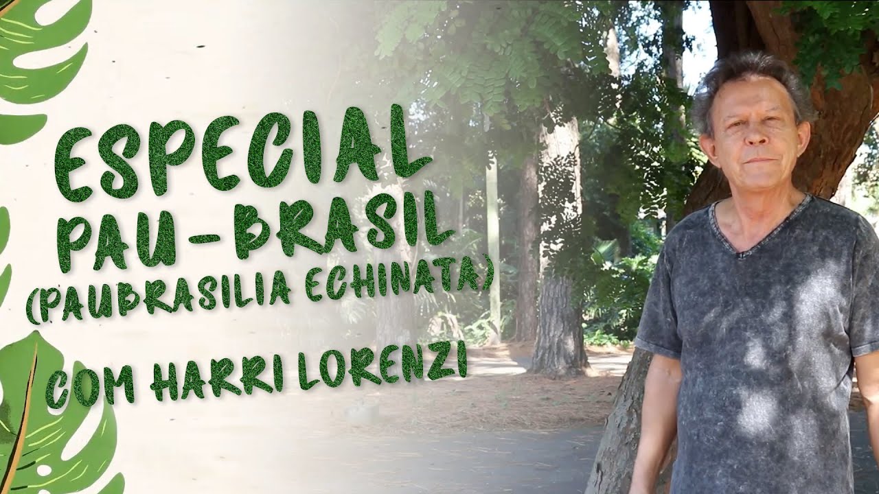 Por Dentro do Plantarum | Pau Brasil (Paubrasilia echinata) | Com Harri Lorenzi