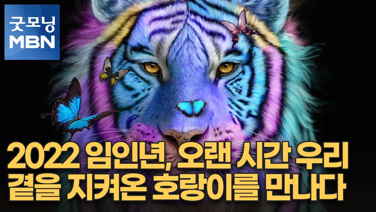 2022 임인년, 오랜 시간 우리 곁을 지켜온 호랑이를 만나다. [굿모닝 MBN]