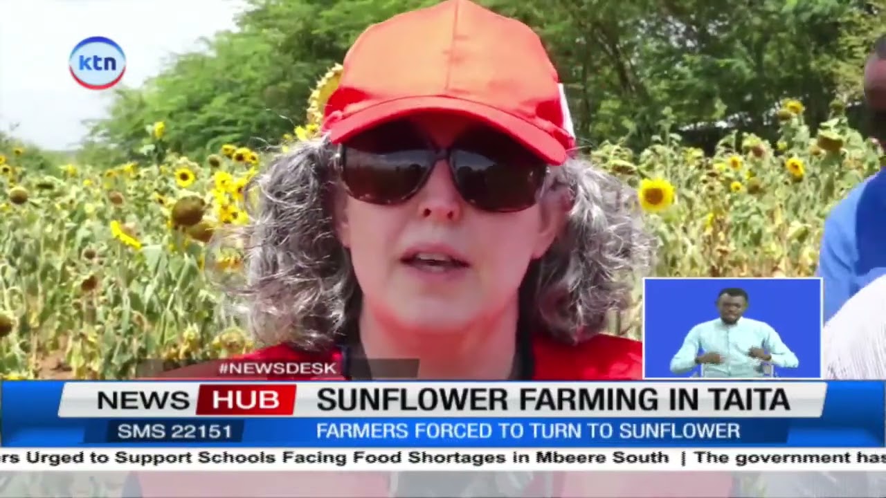 Taita Taveta embracing sunflower farming