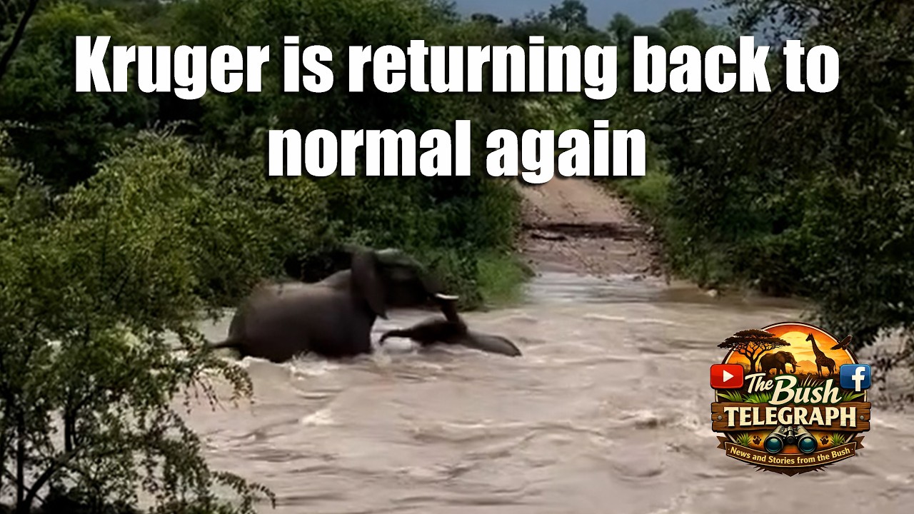 Kruger National Park Is Slowly Returning to Normal