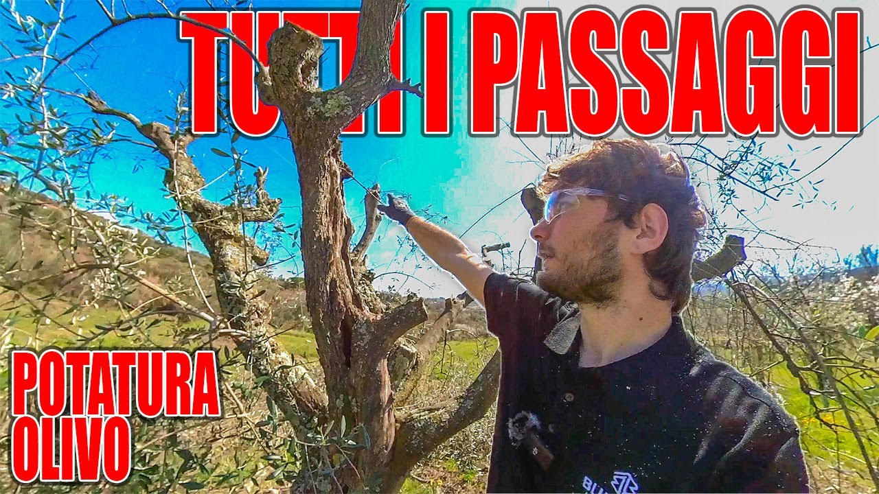 Potatura dell'olivo - Guida completa