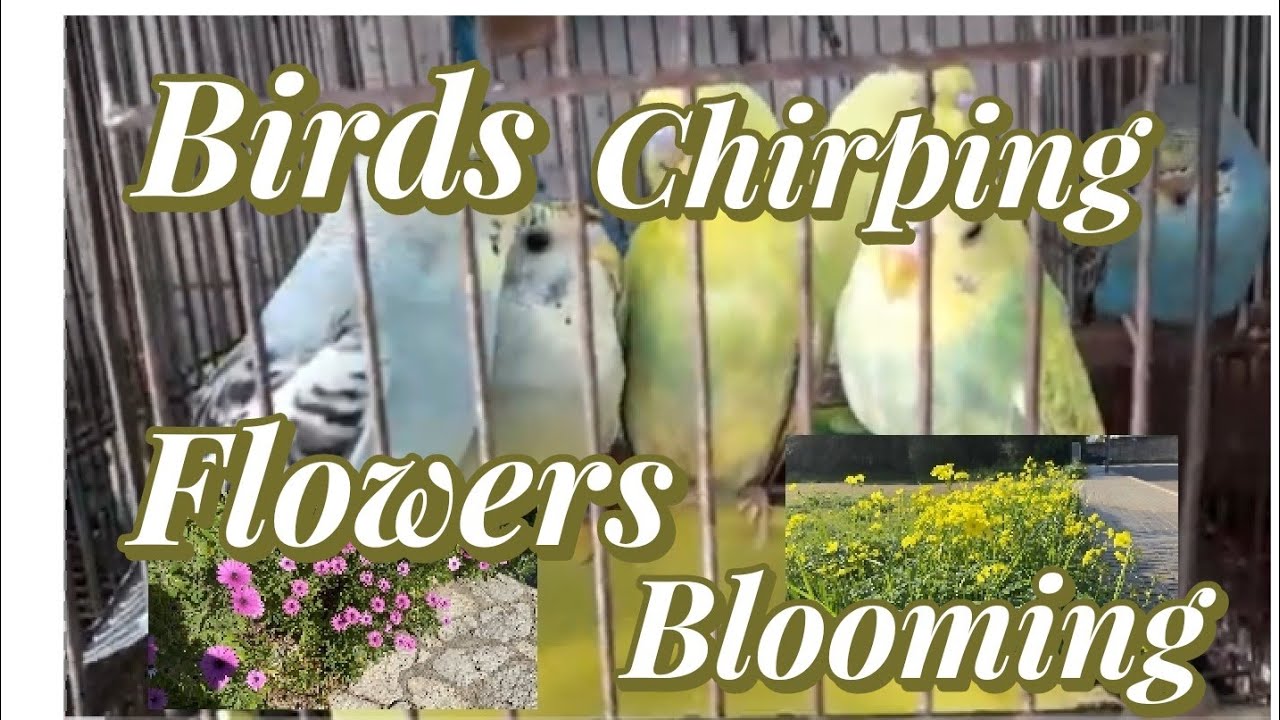 Find Peace In The Simple Joys Of Nature||Birds Singing And Flowers Blooming#birdsongtherapy