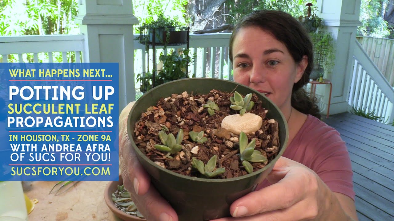 Potting up succulent leaf propagations...what happens next