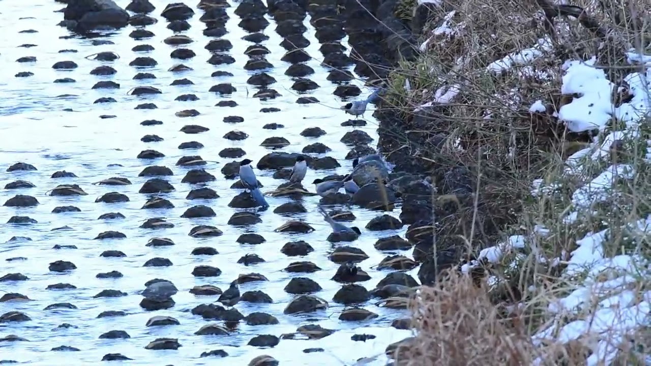 東京の積雪翌日にオナガの水浴びが激しすぎてムクドリも参戦!?【探鳥】