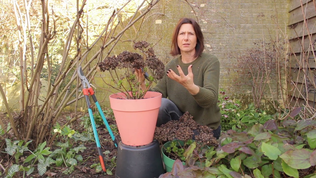 Zo maak je nooit meer fouten met hortensia's snoeien