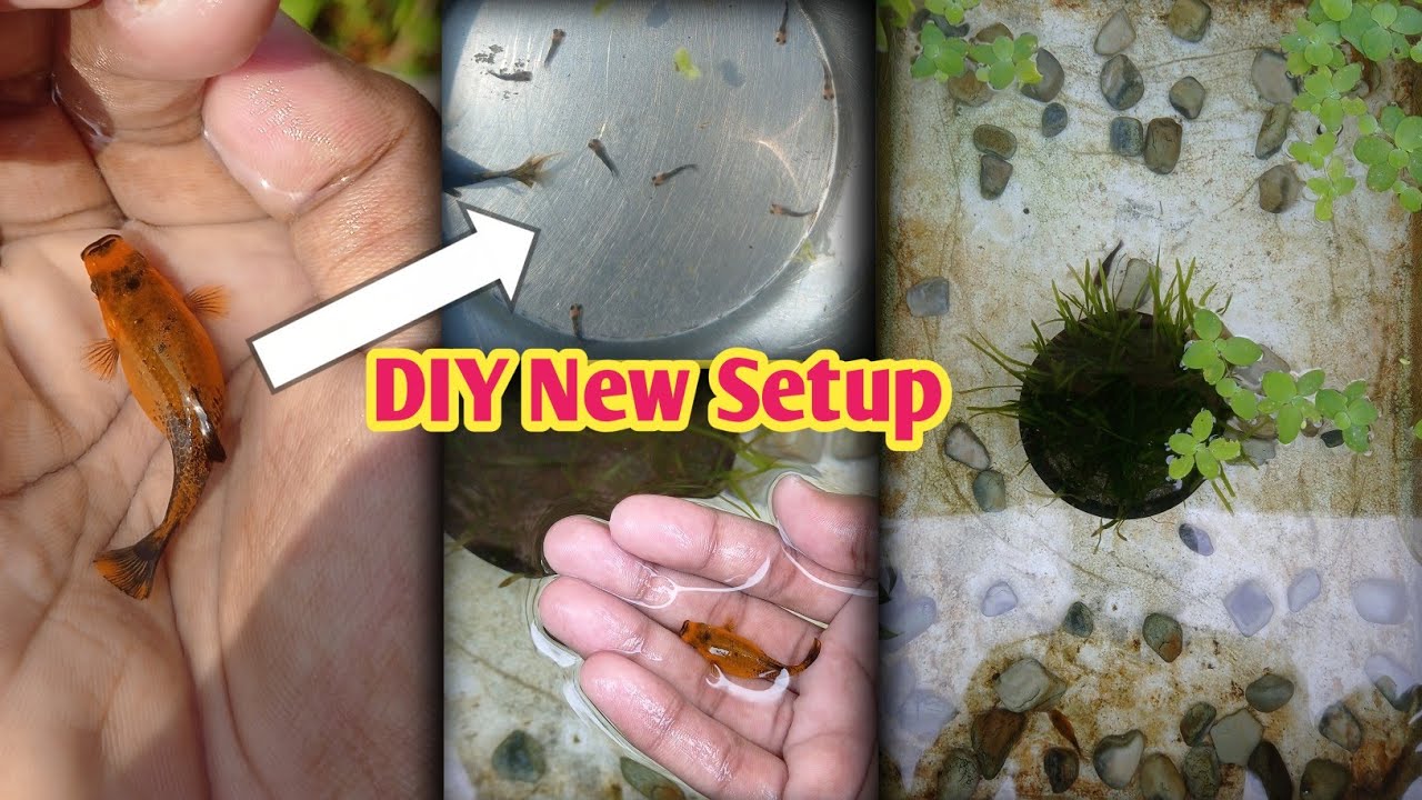 DIY Molly Fish  Breeding Setup ❤️&zwj;🔥| Pregnant Molly Fish given Birth 🐟🐟