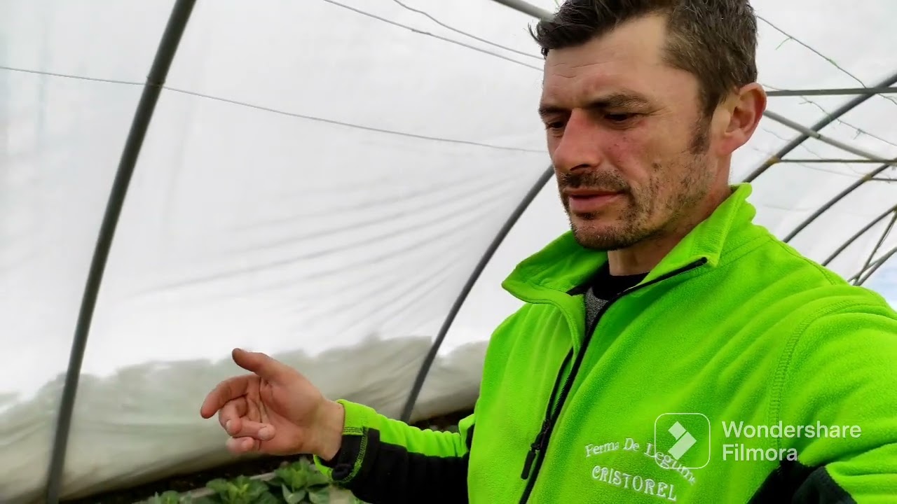 Cum se prezintă varza plantată in octombrie?