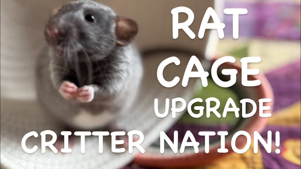 🩷Новая крысиная клетка: CRITTER NATION🩷✨Постройте и украсьте мою крысиную клетку Critter Nation в...