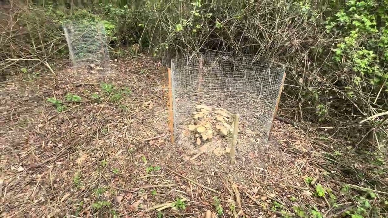 Restoration of Hazel Coppice