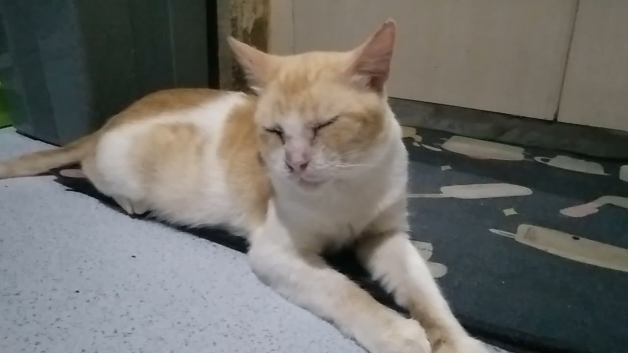 SiLupi Kucing setia Teman nya Nyonya Besar 😀