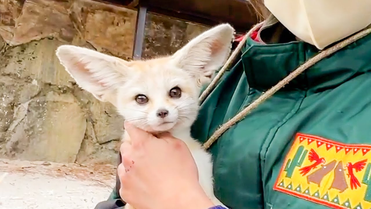 フェネックの可愛さにやられました。【長崎バイオパーク×伊豆シャボテン動物公園】