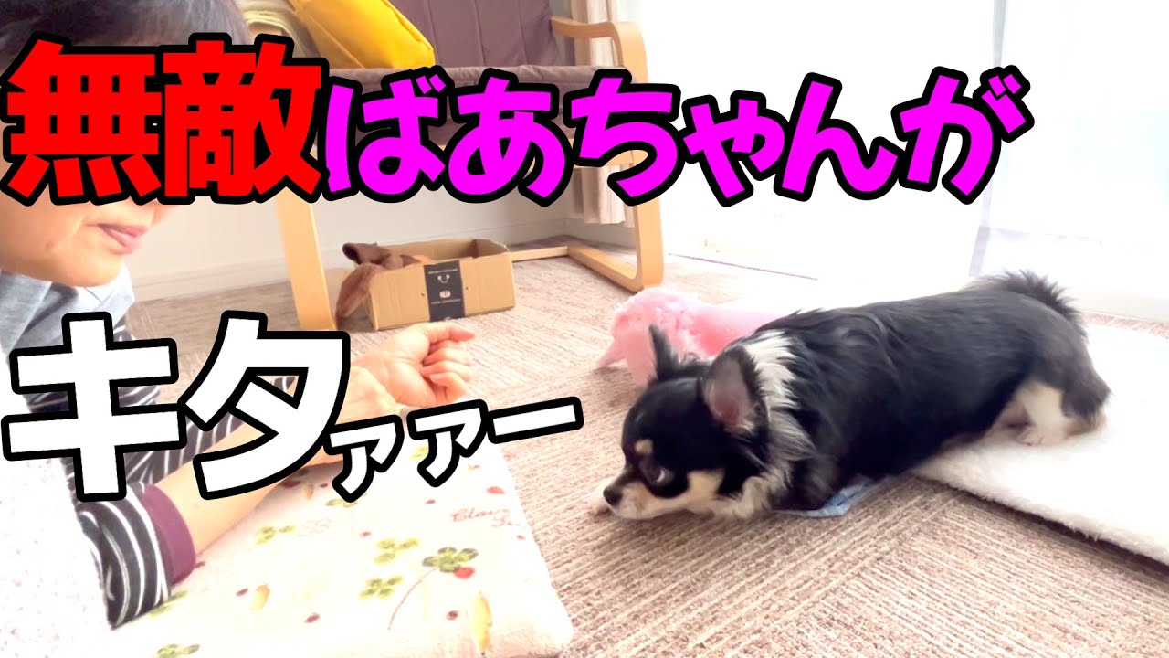 無敵ばあちゃんに根負けしたチワワの末路