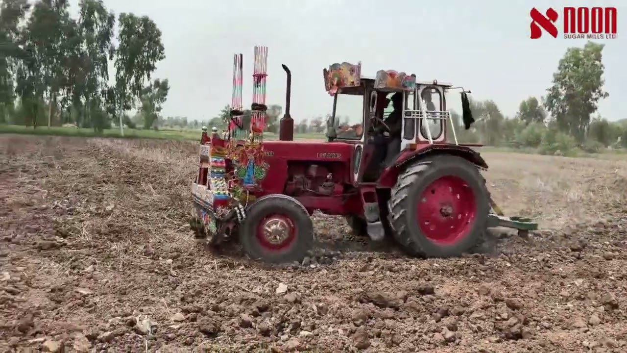 بروقت کاشت، چار فٹ فاصلہ اور متوازن کھاد | عملی نتائج کے ساتھ ایک کامیاب کھیت