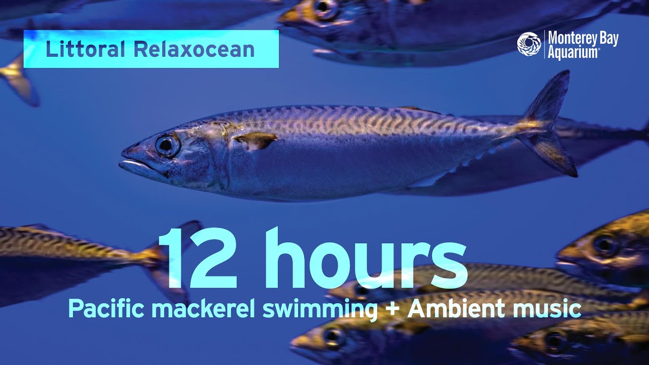 12 Hours of Fish Swimming with Ambient Music at Monterey Bay Aquarium | Littoral Relaxocean