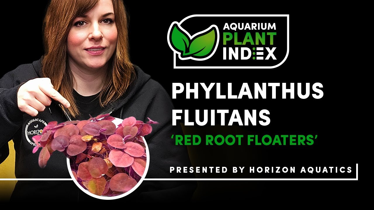 How to Get DEEP RED Roots on Red Root Floaters – Easy Aquarium Care Guide!