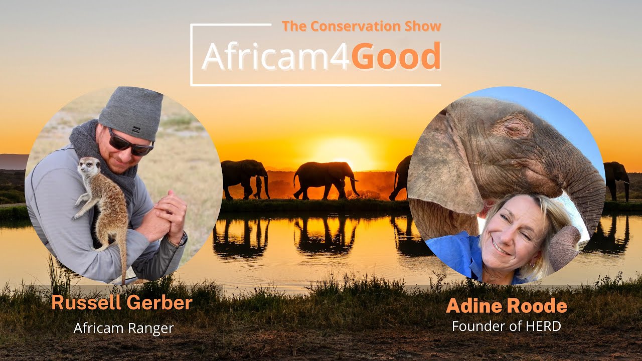 Africam4Good | Elephant Conservation with Adine Roode