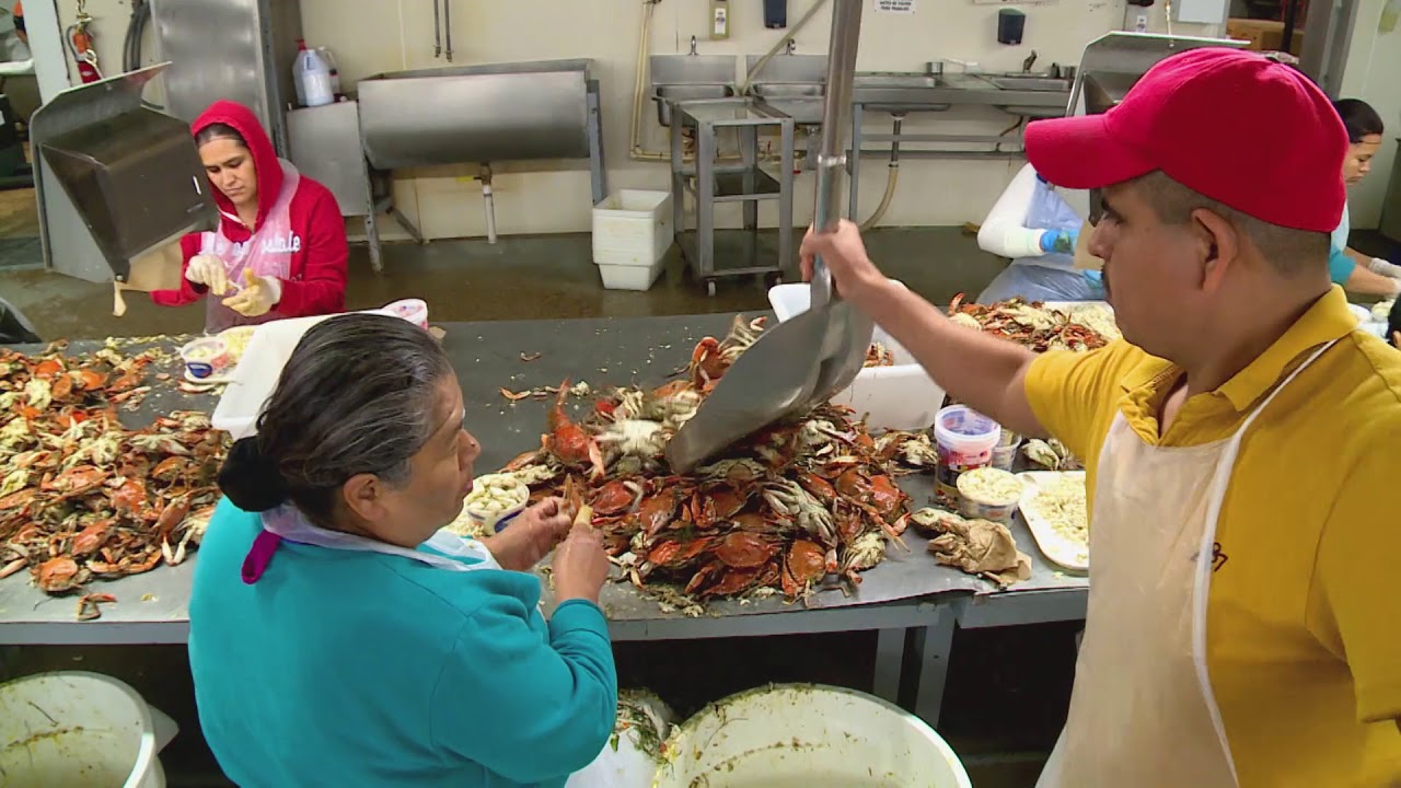 Maryland's Oldest Crab Processor  | Maryland Farm & Harvest