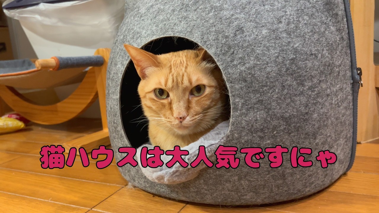 【保護猫】🐈この猫ハウスは大人気ですにゃ🐈の巻【にゃんこ日和】【rescued cat】