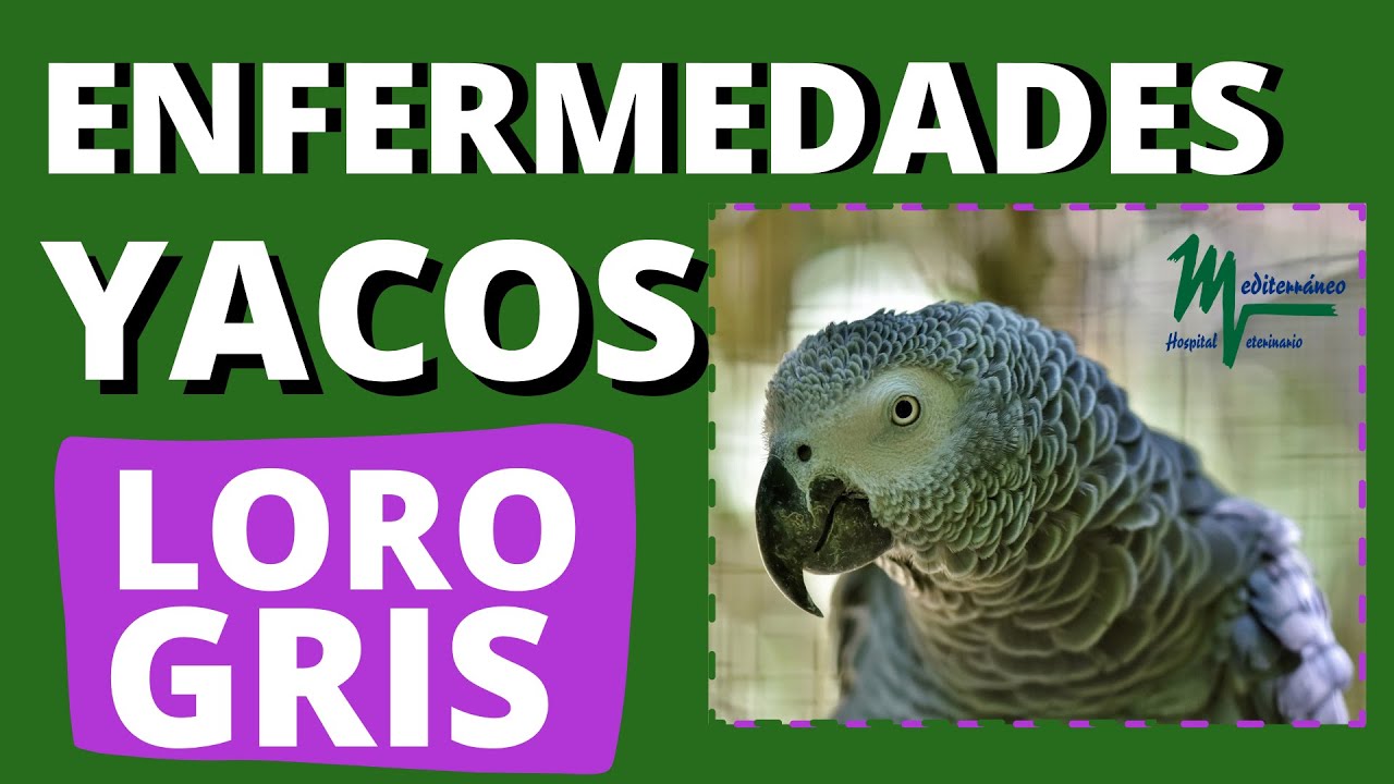 Enfermedades más comunes en YACOS/Loro gris