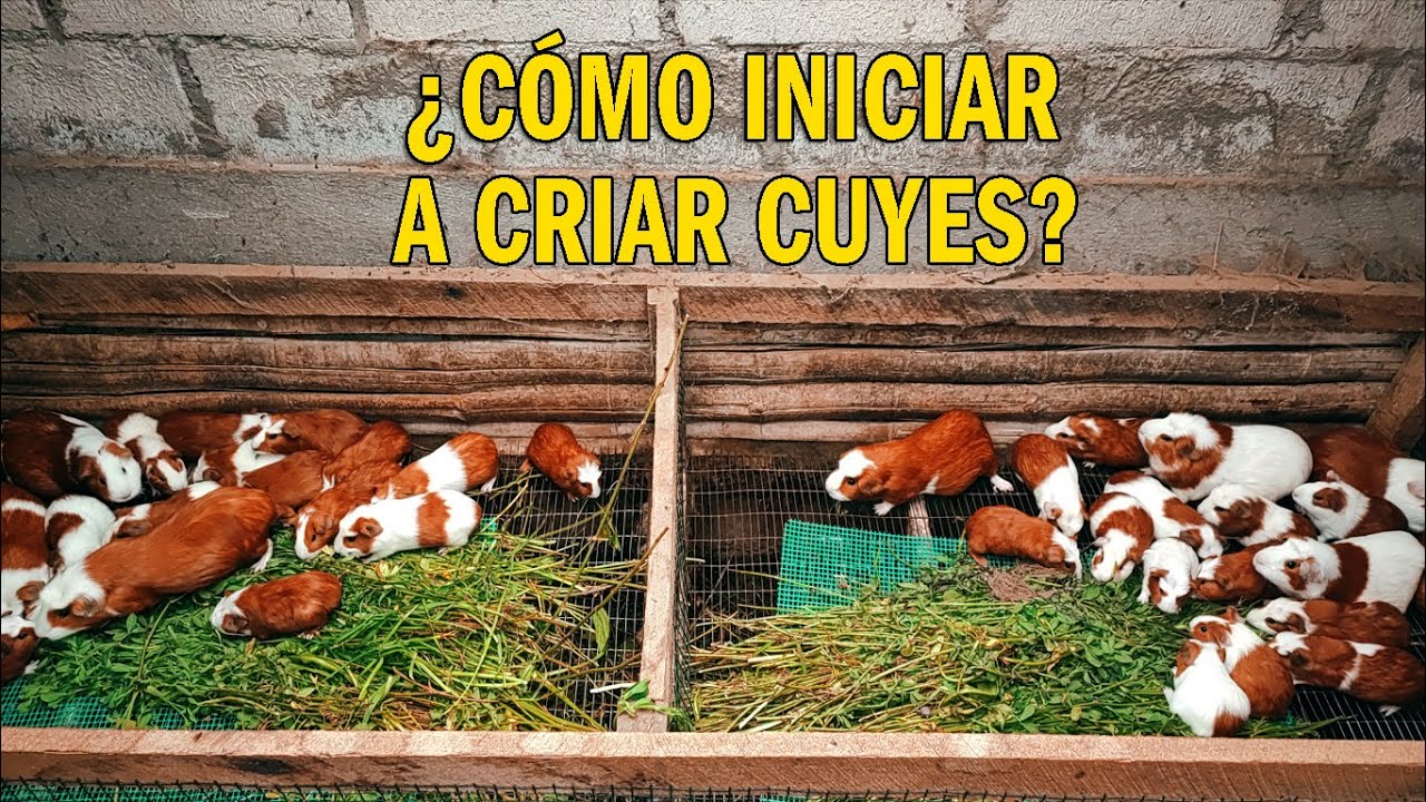 QUÉ SE NECESITA PARA INICIAR A CRIAR CUYES