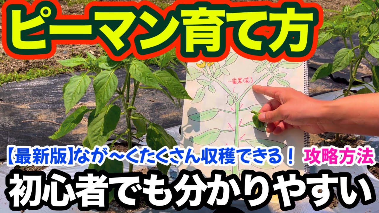 【驚くほど簡単】初心者でもピーマンを長〜くたくさん収穫できる育て方！