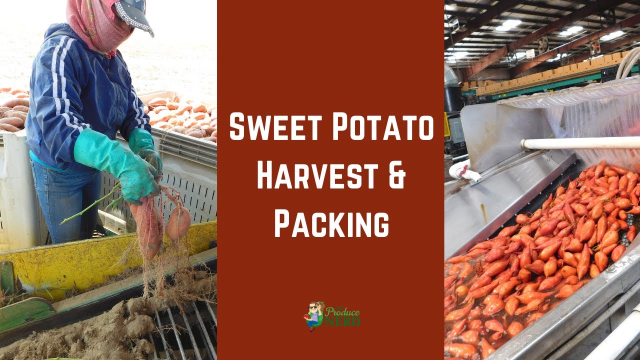 Sweet Potato Harvest & Packing in California: Machine Harvesting, Curing, Packing