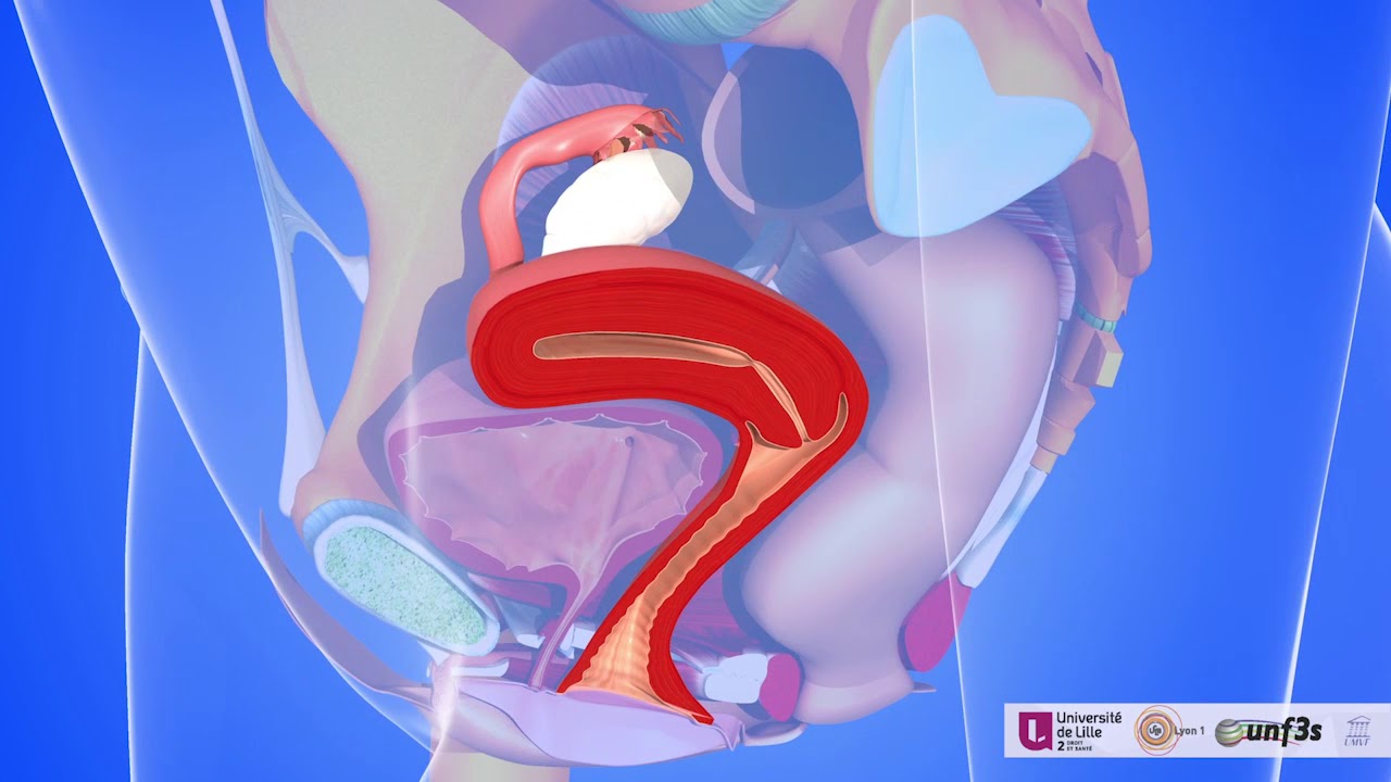 Les organes pelviens féminins: vidéo commentée