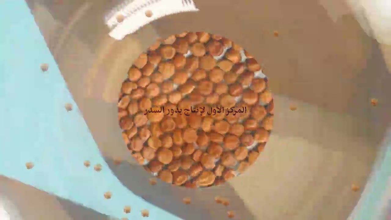 بذور السدر