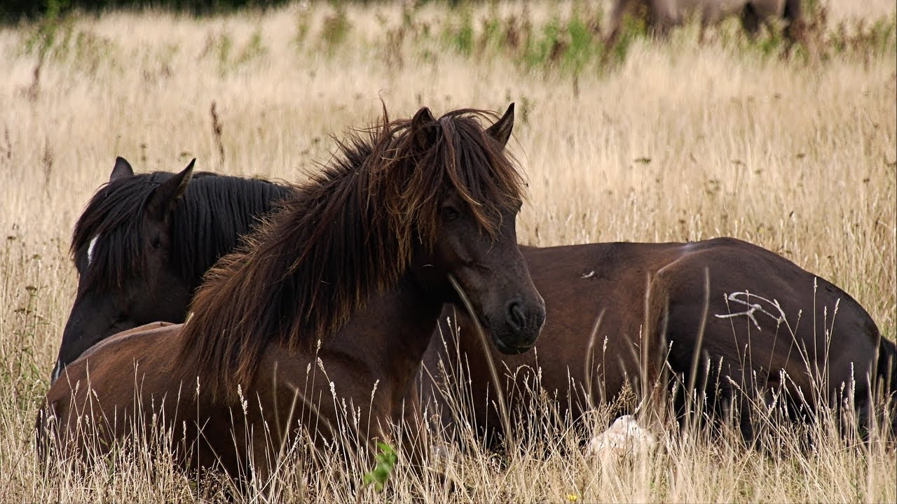 🐎 Happy Horses in the Summer Pasture 🐎 on Rügen in Glowe  🐎