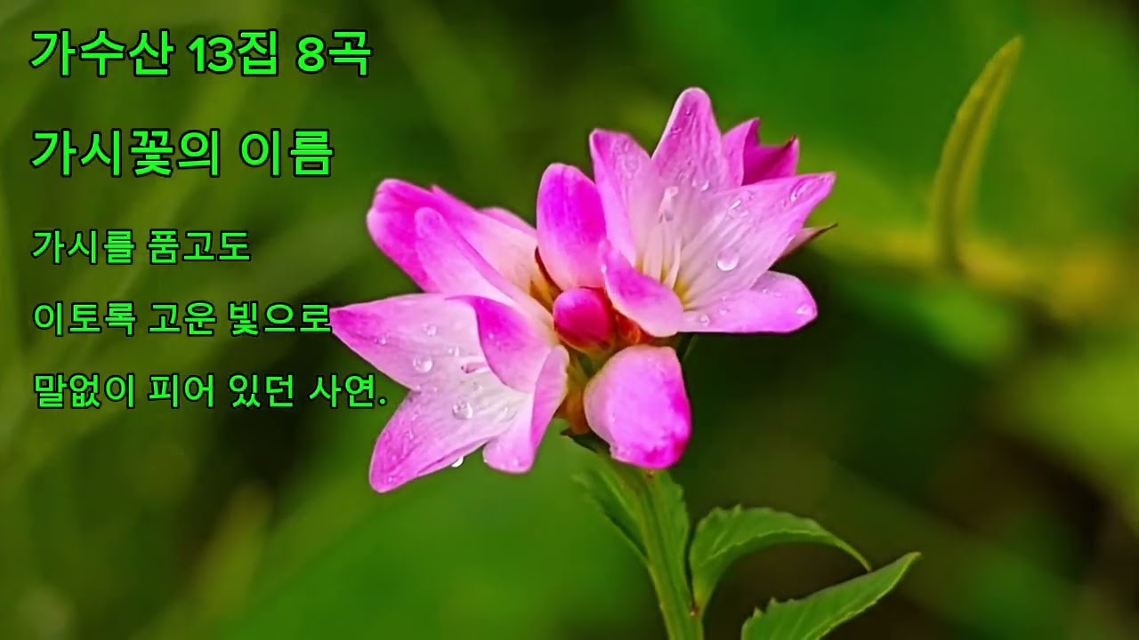 🌸 가수산 13집 8곡🎵 가시꽃의 이름
